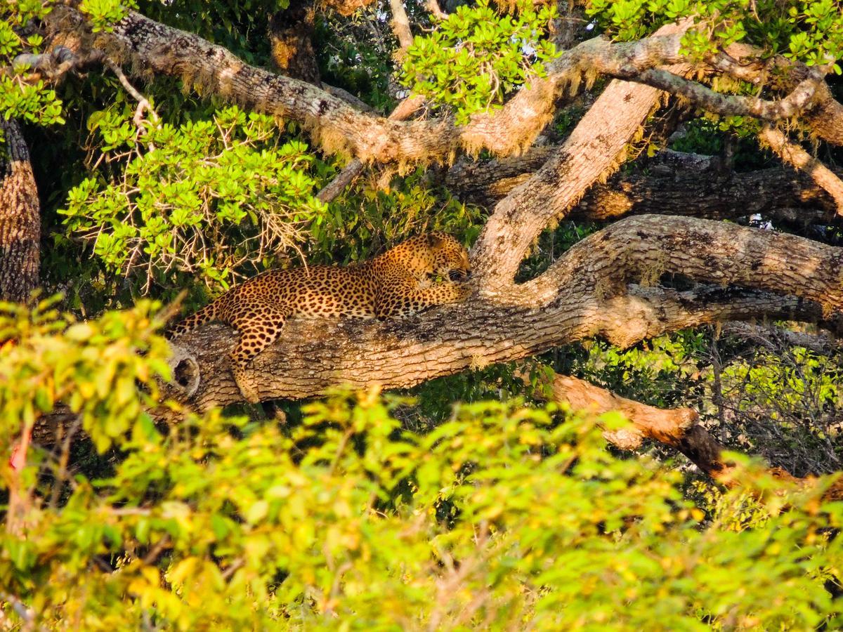 Shaa Lodge Tissamaharama Eksteriør billede